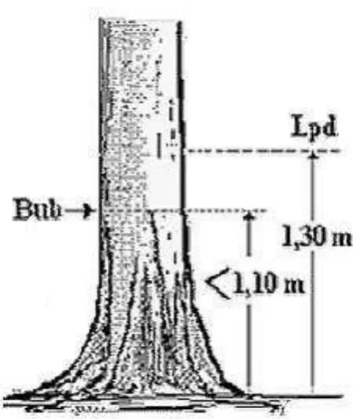 Gambar 12. Lpd pohon berbanir kurang dari 1,10 m Sumber : Asy’ari dkk. (2012)   