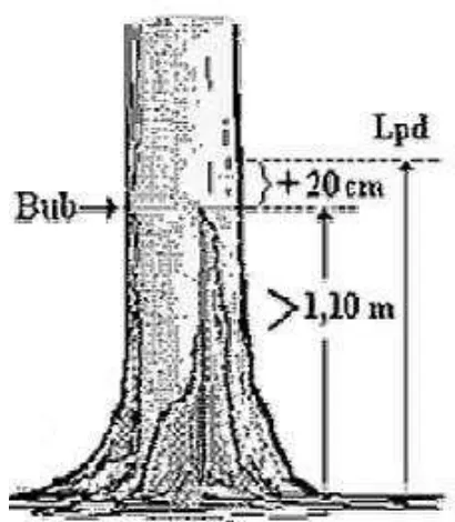 Gambar 14. Lpd pohon berbanir lebih dari 1,10 m  