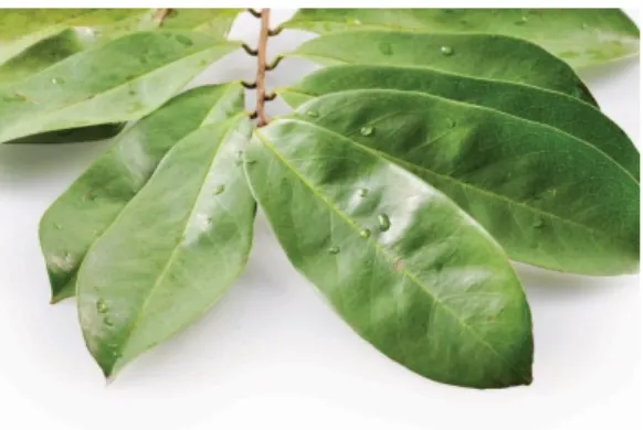 Gambar 1. Daun sirsak