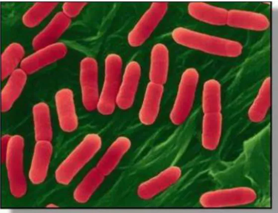 Gambar 1. Bentuk bakteri Escherichia coli pada mikroskop elektron Sumber : Stevens (2009).