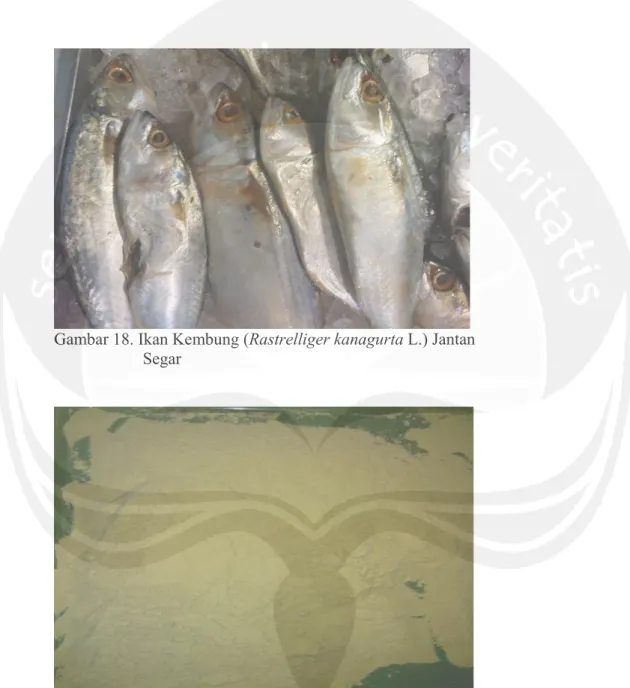 Gambar 18. Ikan Kembung (Rastrelliger kanagurta L.) Jantan   Segar 
