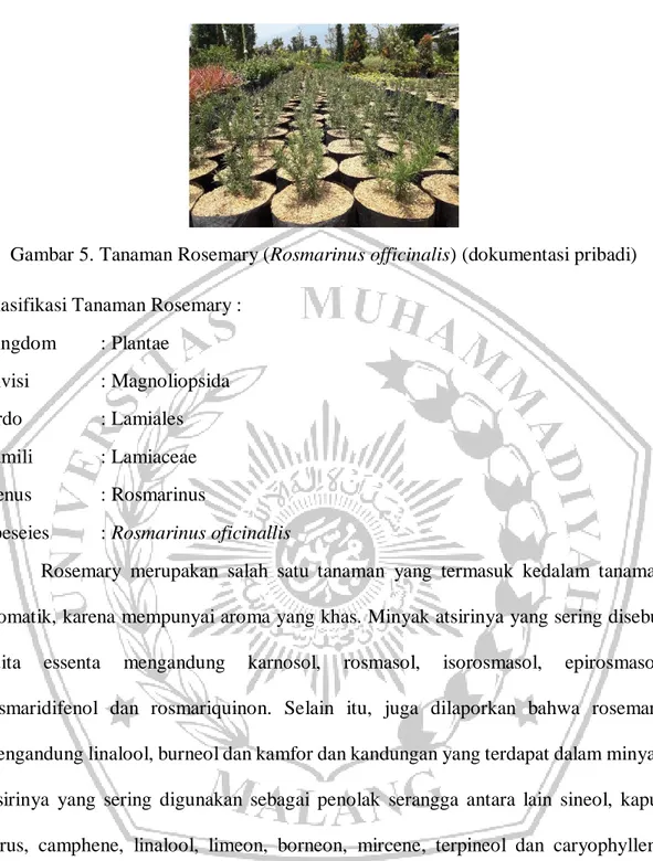 Gambar 5. Tanaman Rosemary (Rosmarinus officinalis) (dokumentasi pribadi)  Klasifikasi Tanaman Rosemary : 