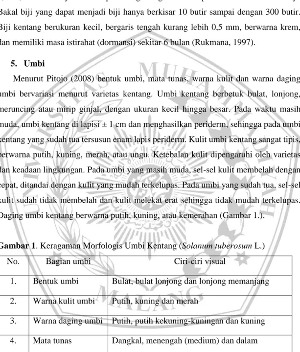 Gambar 1. Keragaman Morfologis Umbi Kentang (Solanum tuberosum L.) 