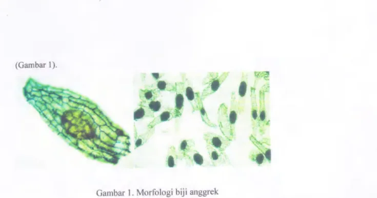 Gambar  1.  Morfologi  biji  anggrek