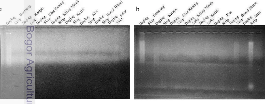 Gambar 1  Visualisasi DNA hasil isolasi sampel daging dan sirip ikan laut pada 