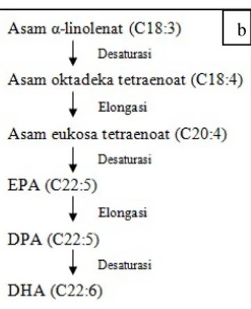 Gambar 20  Proses pembentukan asam lemak (Akoh &amp; Min 2008)  (a) DPA  