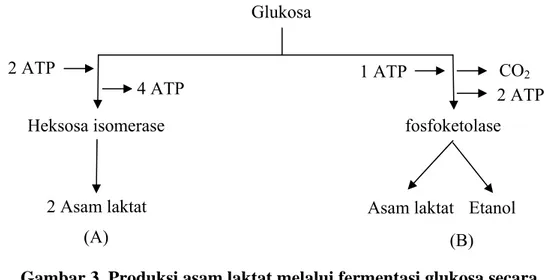 Gambar 3. Produksi asam laktat melalui fermentasi glukosa secara  homofermentatif (A) dan heterofermentatif (B)  (Rahayu 1992).