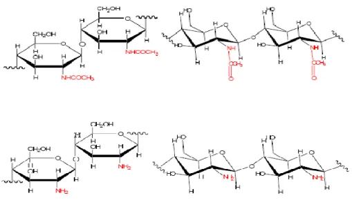 Gambar 2. Struktur kimia kitin (1a) dan kitosan (1b) (Knorr 1982) 