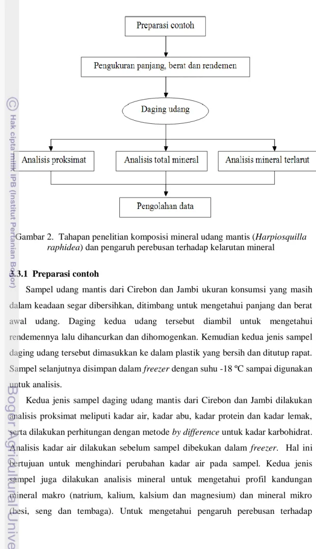 Gambar 2.  Tahapan penelitian komposisi mineral udang mantis (Harpiosquilla  raphidea) dan pengaruh perebusan terhadap kelarutan mineral 