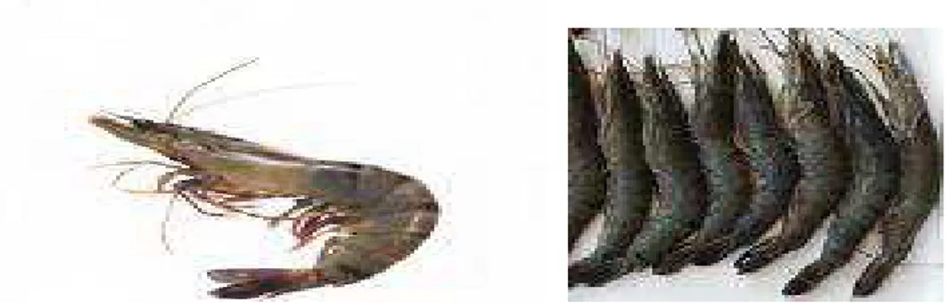 Gambar 1. Udang Penaeus monodon. 
