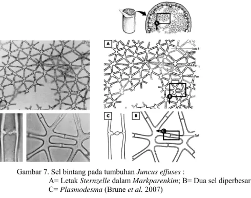 Gambar 7. Sel bintang pada tumbuhan Juncus effuses : 