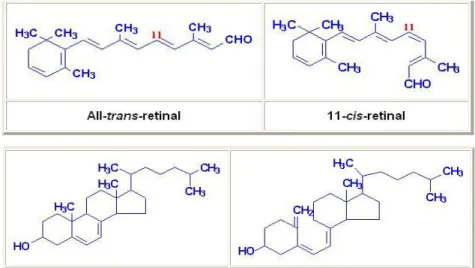 Gambar 5 Struktur molekul vitamin A 