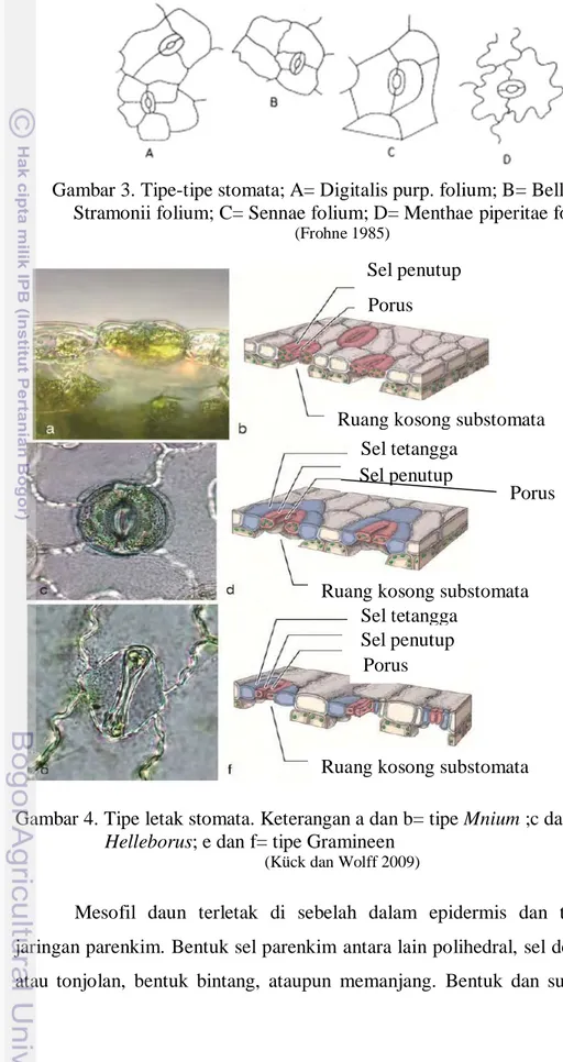 Gambar 3. Tipe-tipe stomata; A= Digitalis purp. folium; B= Belladonae-,  Stramonii folium; C= Sennae folium; D= Menthae piperitae folium