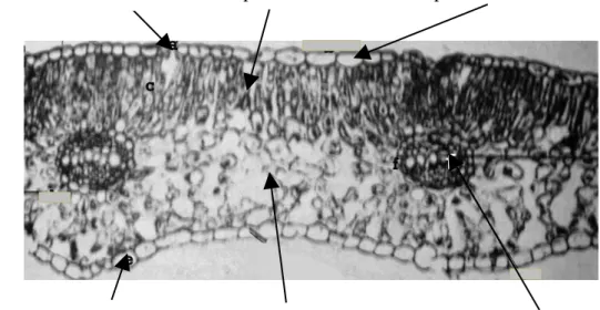 Gambar 6.  Anatomi daun pada tumbuhan paku  (Bold et al 1980)