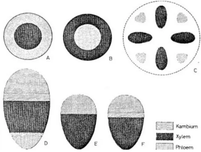 Gambar 10. Tipe-tipe berkas pembuluh; A= Konsentris amphikribal; B= 