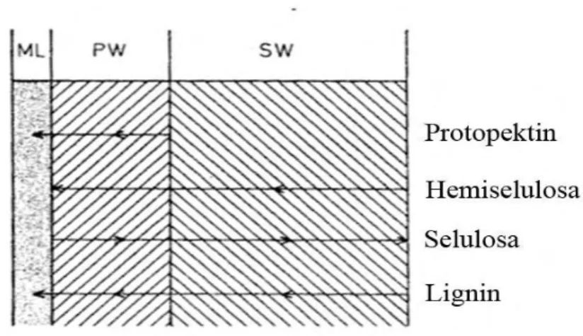 Gambar 12. Penyebaran komponen serat pada dinding sel; arah panah  menunjukkan meningkatnya konsentrasi komponen   (ML=Mittellamela, PW=dinding primer sel, SW= Dinding sekunder sel) 