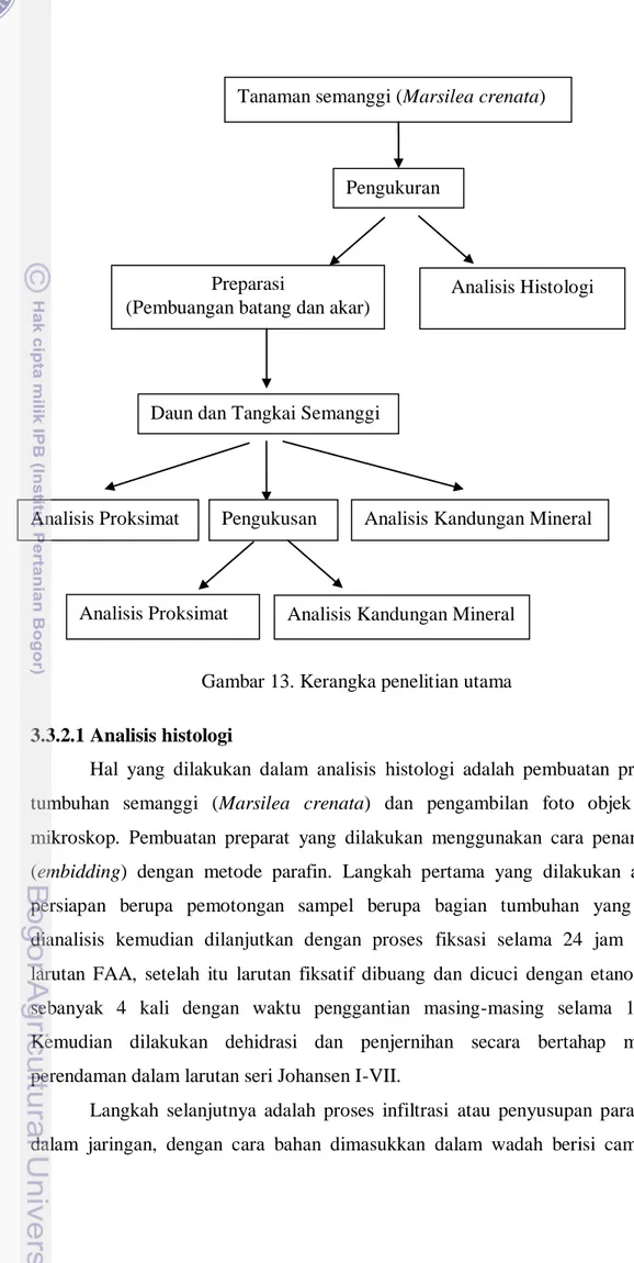 Gambar 13. Kerangka penelitian utama  3.3.2.1 Analisis histologi 