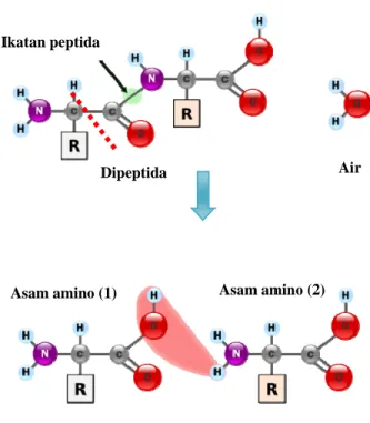 Gambar 15 Proses pemutusan ikatan pada protein menjadi asam                              amino (Lansida 2011)