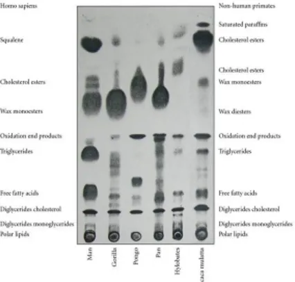 Gambar 4. Hasil Kromatografi Pemisahan Lipid(sumber: hindawi.com)