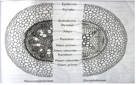 Gambar 2 Struktur anatomi akar pada tumbuhan Monocotyledoneae dan  Dicotyledoneae 