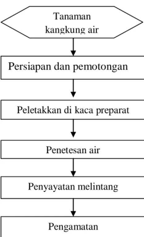 Gambar 7 Diagram alir pembuatan preparat dengan metode preparat segar 