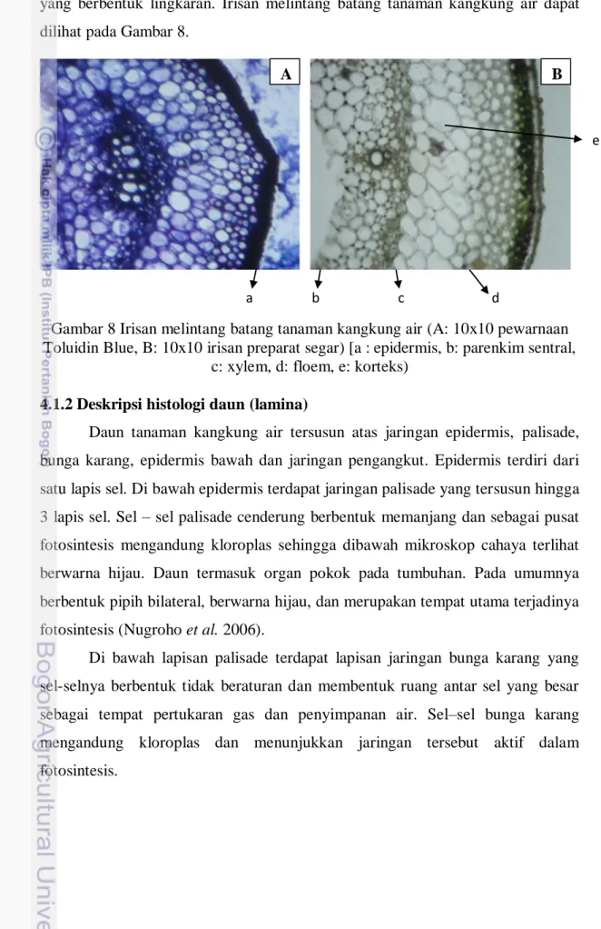Gambar 8 Irisan melintang batang tanaman kangkung air (A: 10x10 pewarnaan  Toluidin Blue, B: 10x10 irisan preparat segar) [a : epidermis, b: parenkim sentral, 