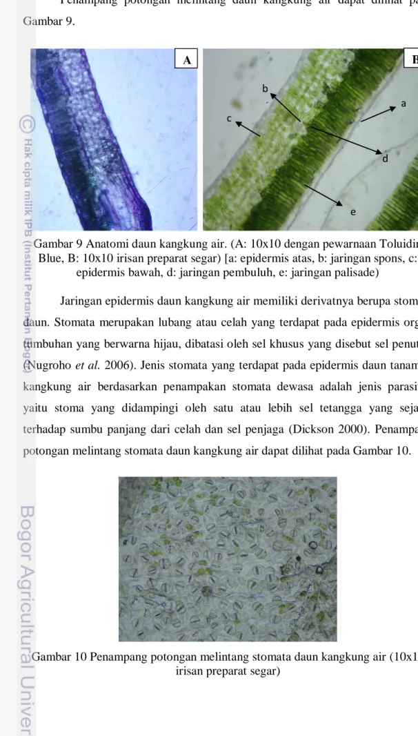 Gambar 9 Anatomi daun kangkung air. (A: 10x10 dengan pewarnaan Toluidin  Blue, B: 10x10 irisan preparat segar) [a: epidermis atas, b: jaringan spons, c: 