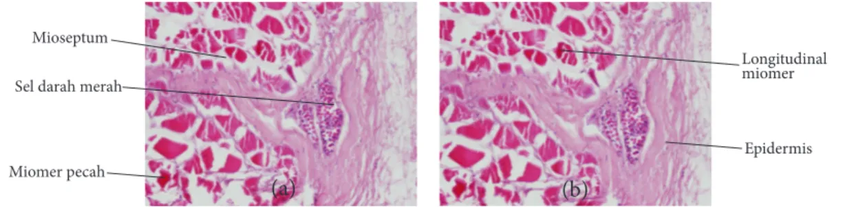 Gambar 5 Struktur jaringan daging (a) dan kulit (b) ikan kakap merah goreng(a)MiomerSel darahMioseptum(b) Miomer Mioseptum