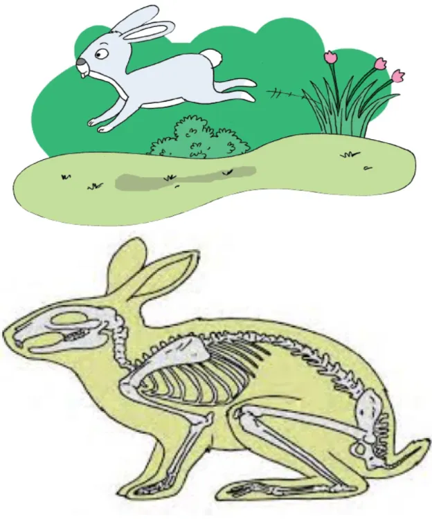 Gambar 2 Kelinci dan rangka kelinci ( sumber Buku siswa Kelas V Tema 1 Organ Gerak Hewan dan Manusia.2017