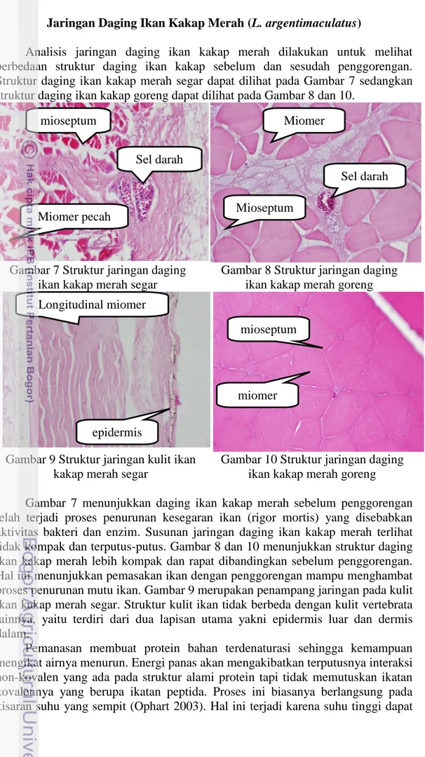 Gambar 7 Struktur jaringan daging  ikan kakap merah segar 