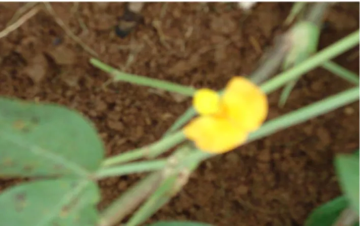 Gambar 3. Bunga Kacang Tanah