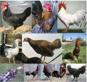 Gambar 5.1. Keanekaragaman genetik pada ayam 