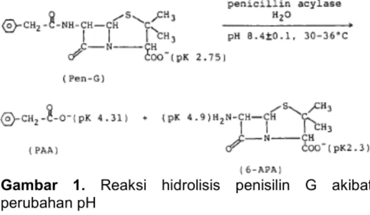 Gambar 1. Reaksi hidrolisis penisilin G akibat perubahan pH