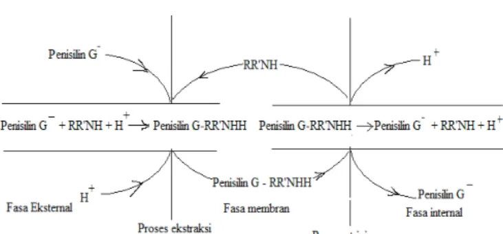 Gambar 2. Skema proses transport penisilin melalui membran cair emulsi
