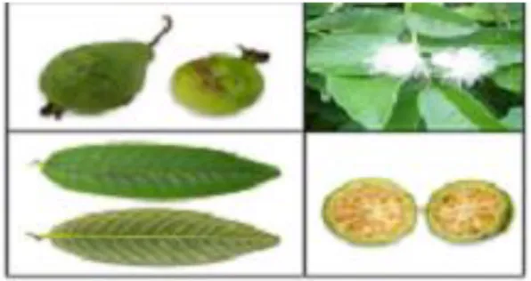Gambar 2.1 Buah, Daun, dan Bunga Tanaman Jambu Biji Putih (Psidium      guajava L. (Arya, et al., 2012) 