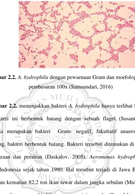 Gambar 2.2. A. hydrophila dengan pewarnaan Gram dan morfologi bakteri pembesaran 100x (Samsundari, 2016)