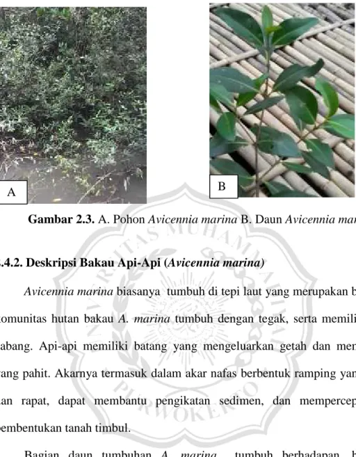 Gambar 2.3. A. Pohon Avicennia marina B. Daun Avicennia marina