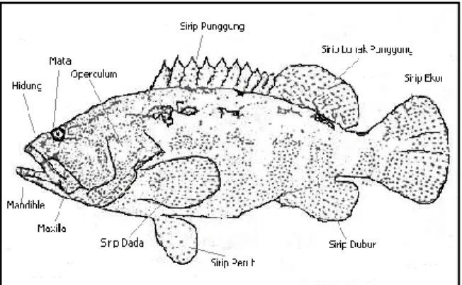 Gambar 1. Morfologi Ikan Kerapu Macan (Epinephelus fuscoguttatus)  Sumber : Balai Budidaya Air Payau Situbondo (2010)  B