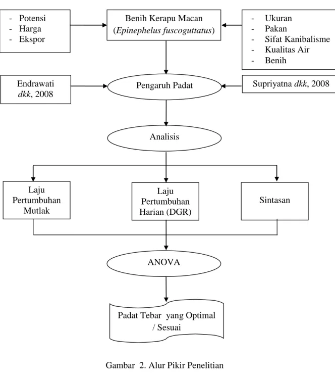 Gambar  2. Alur Pikir Penelitian Benih Kerapu Macan (Epinephelus fuscoguttatus)  -  Ukuran -  Pakan  -  Sifat Kanibalisme -  Kualitas Air -  Benih -  Potensi -  Harga -  Ekspor Endrawati   dkk, 2008 Supriyatna dkk, 2008 Laju Pertumbuhan Mutlak Laju Pertumb