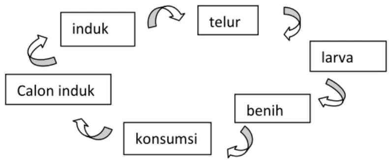 Gambar 2.2. Siklus hidup ikan gurami (Effendie, 1999)