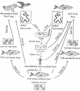 Gambar 2.3. Siklus hidup Nematoda (Noga, 1996)