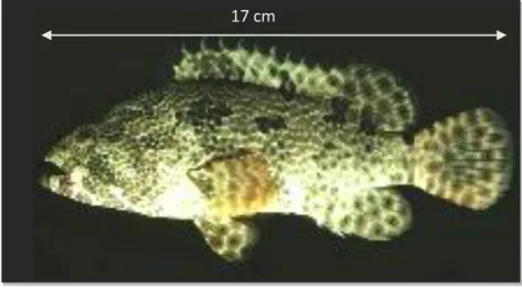 Gambar  1.  Ikan  kerapu  macan  (Ephinephelus  fuscoguttatus)  berumur  3  bulan   berukuran 17 cm