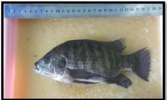 Gambar 2.1. Ikan nila (Oreochromis niloticus)BAB 2