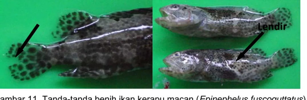 Gambar 11. Tanda-tanda benih ikan kerapu macan (Epinephelus fuscoguttatus)  yang didederkan di KJA Balai Sea Farming yang terinfeksi penyakit 