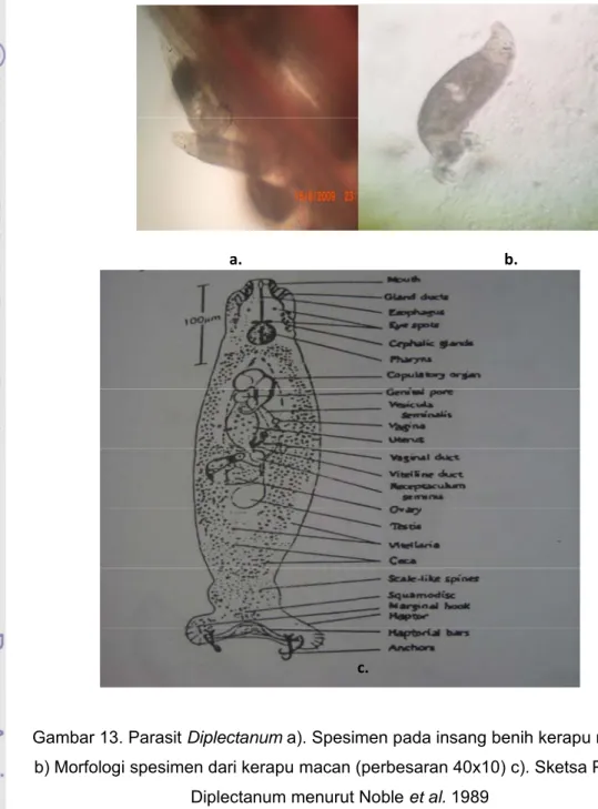 Gambar 13. Parasit Diplectanum a). Spesimen pada insang benih kerapu macan  b) Morfologi spesimen dari kerapu macan (perbesaran 40x10) c)
