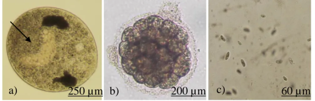 Gambar 1.  Morfologi  beberapa  stadia  parasit  I.  multifiliis  a)  sel  trophont  dengan  makronukleus  (tanda  panah)