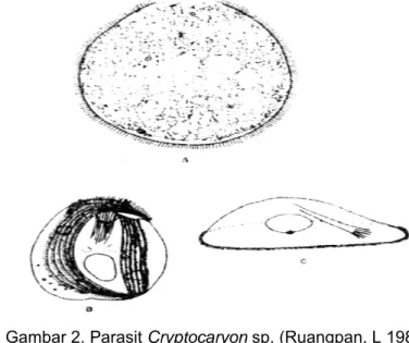 Gambar 2. Parasit Cryptocaryon sp. (Ruangpan, L 1982) 