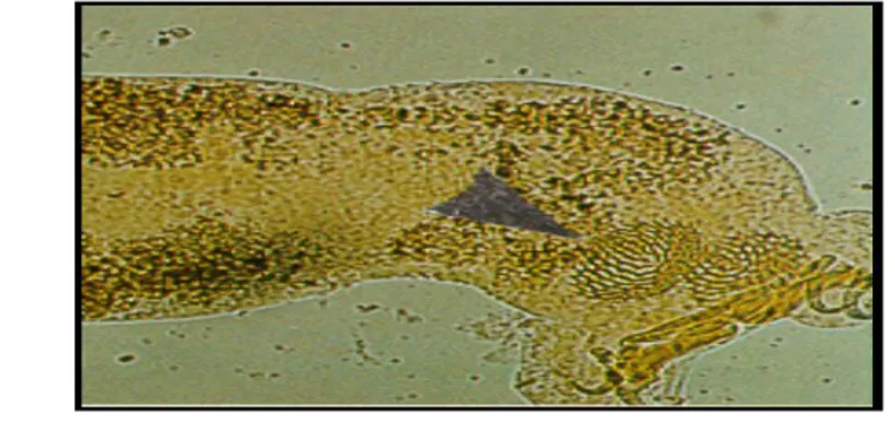Gambar 7. Parasit Diplectanum yang menginfeksi kerapu (Zafran et al., 1997) 