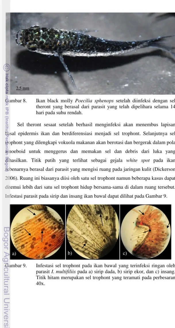 Gambar 8.  Ikan  black  molly  Poecilia  sphenops  setelah  diinfeksi  dengan  sel  theront  yang  berasal  dari  parasit  yang  telah  dipelihara  selama  14  hari pada suhu rendah