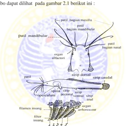 Gambar 2.1 Morfologi Tubuh Ikan Lele Dumbo  Sumber : De graff dan Jansen (1996) 